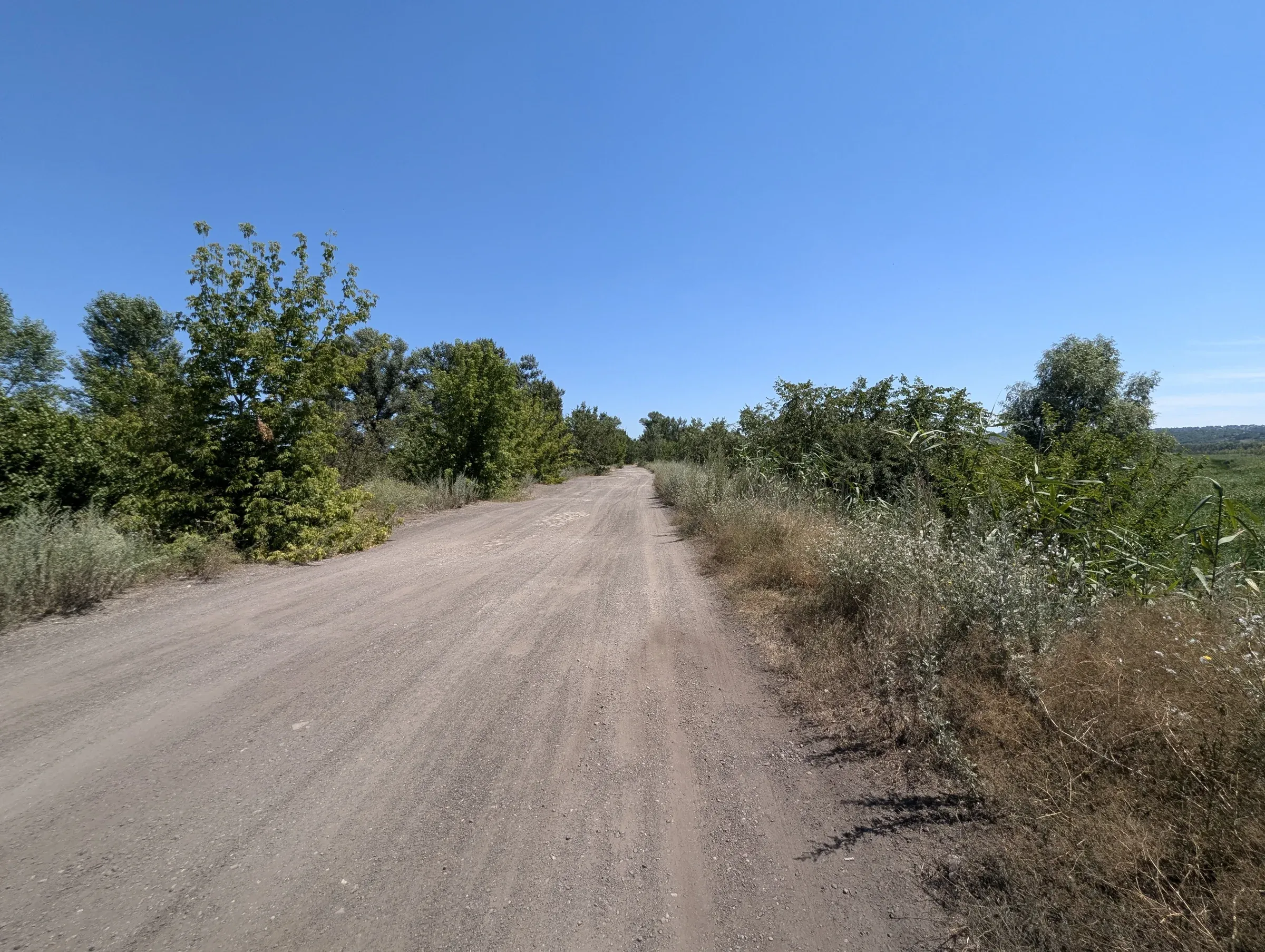 Літня дорога поруч з очеретом і чагарниками Карнаухівки