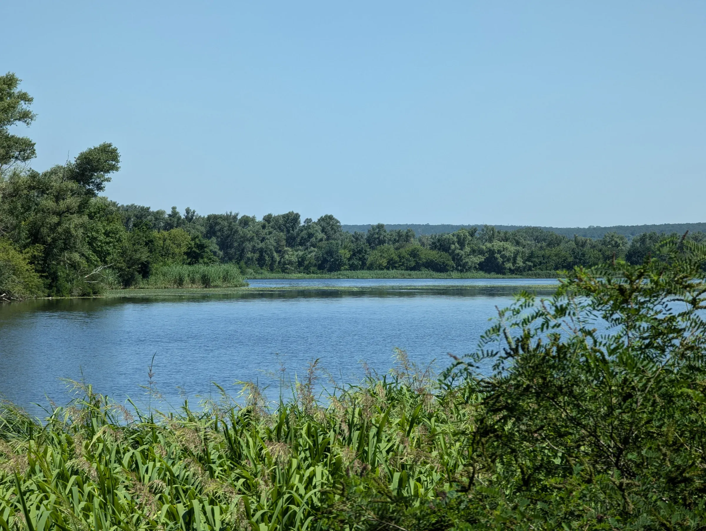 Вода, прибережні трави й пагорби на літньому краєвиді Карнаухівки