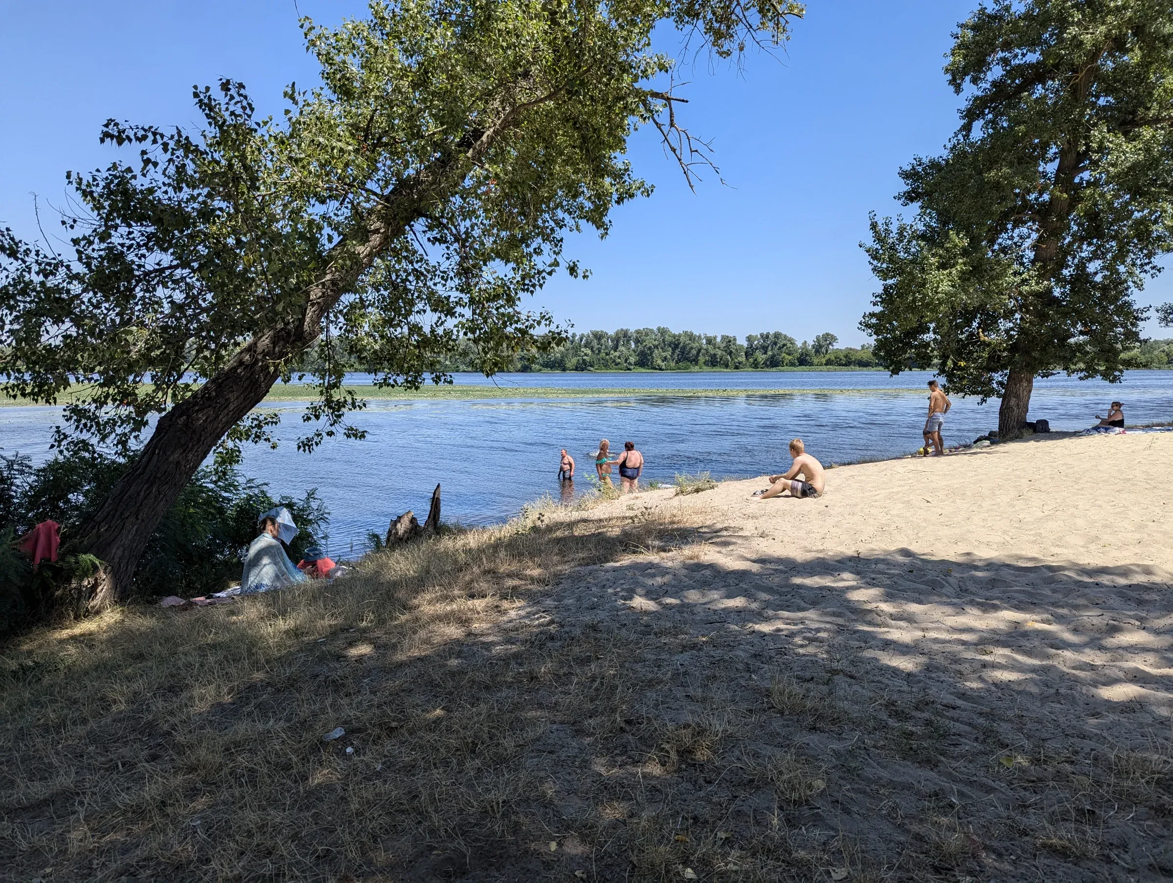 Піщаний берег біля води з розлогими деревами влітку