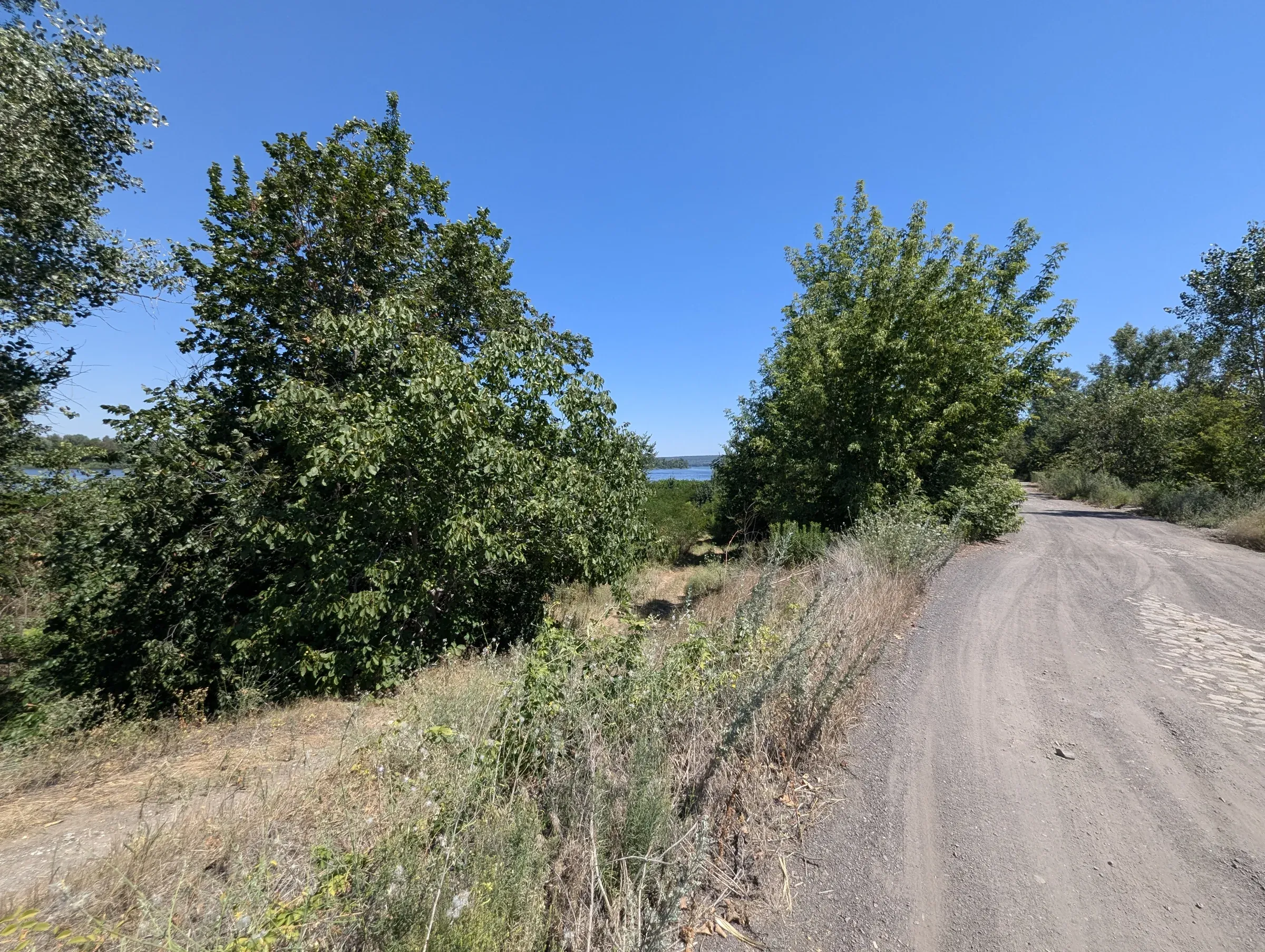 Густа зелень дерев і кущів уздовж дороги в Карнаухівці