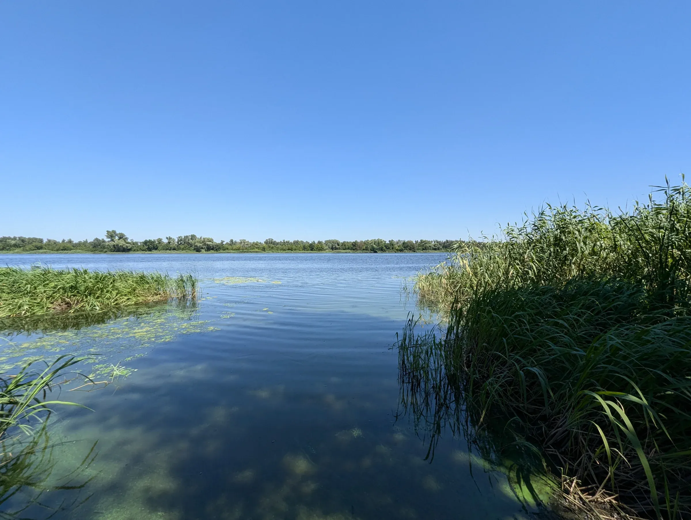 Відкрита вода з водяними рослинами та очеретом біля берега Карнаухівки